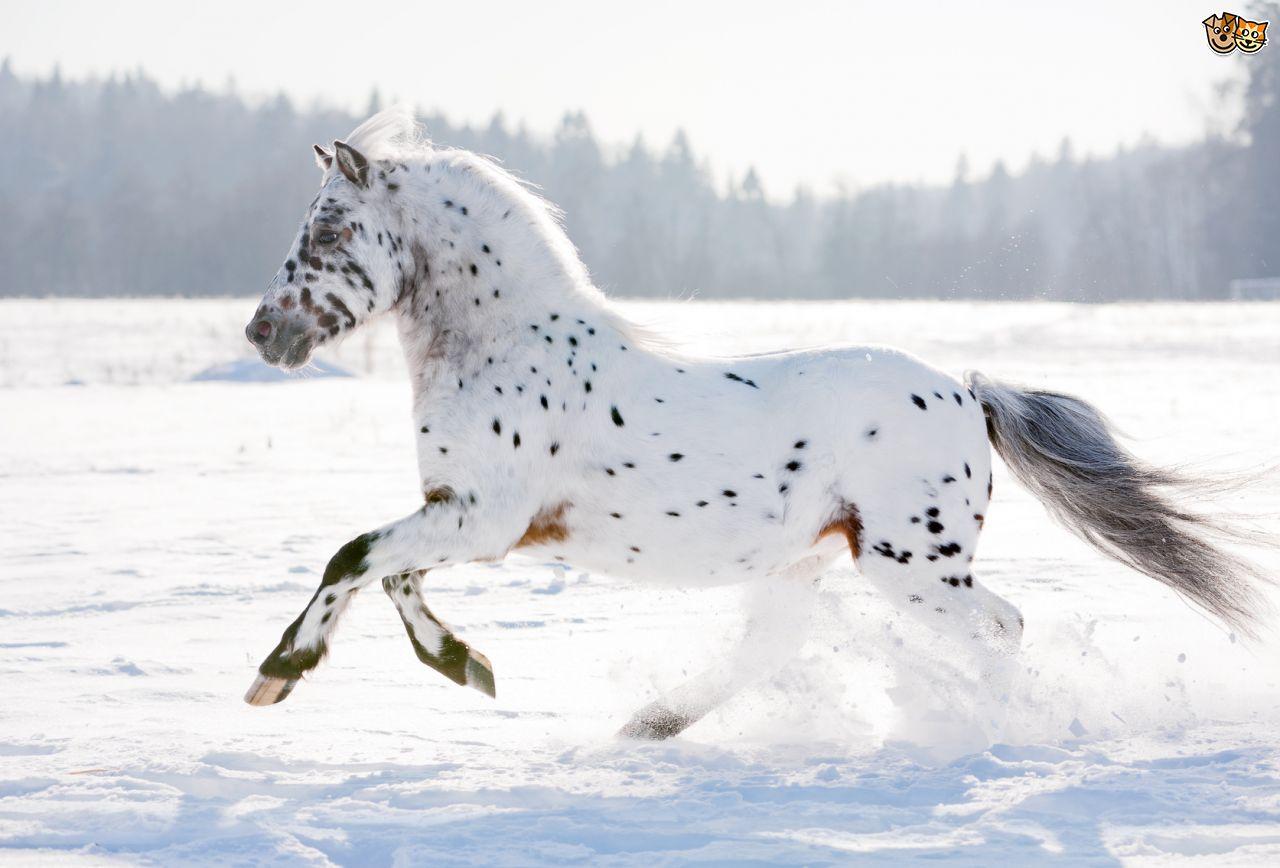 Gorgeous Appaloosa Horse Running Free In The Snow